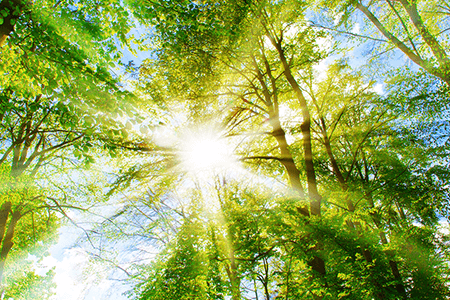 Environment Sun Through Trees