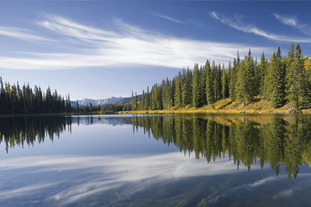 Pine Trees on Lake