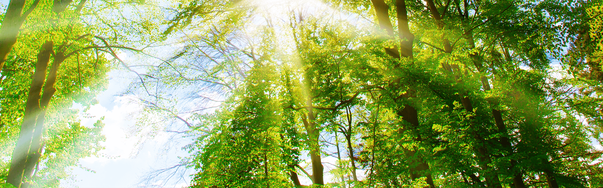 Sunburst Coming Through Trees