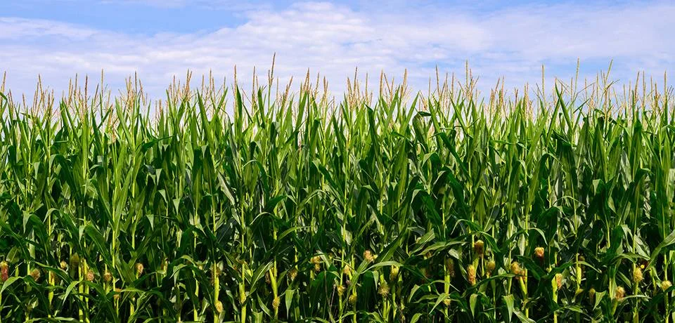 Corn field representing renewable agricultural feedstocks used in manufacturing and industrial innovation
