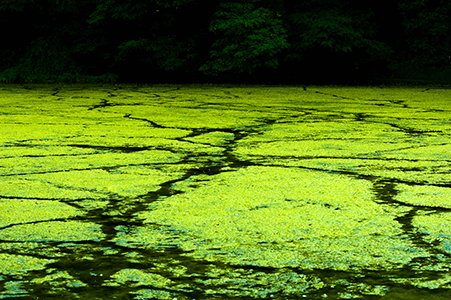Algae on Pond